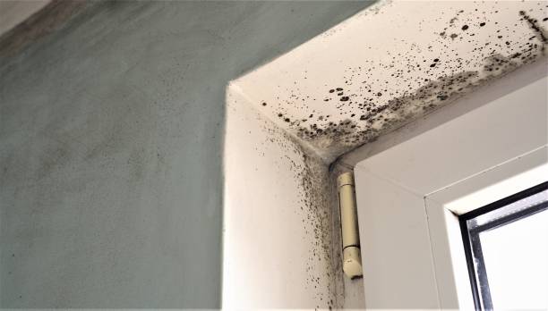 Best Mold Remediation for Rental Properties  in Durham, NC