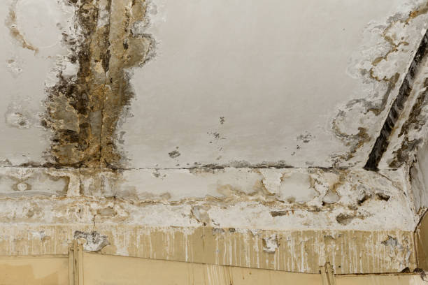 Best Real Estate Mold Inspection  in Durham, NC