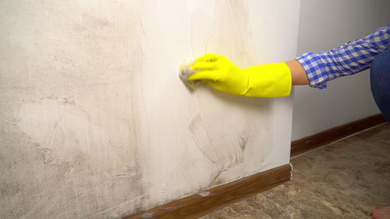  Durham, NC Mold Removal Pros